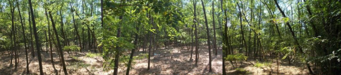 Teren extravilan categorie folosinta padure in suprafata de 57055 mp situat in com. Burila Mare