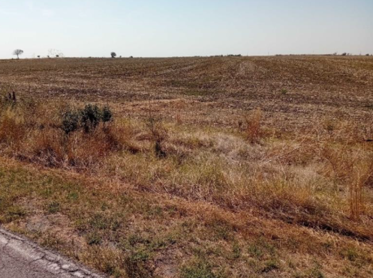 Cota de 1/4 din teren agricol extravilan – 5.710 mp – Loc. Chirnogi, jud. Călărași