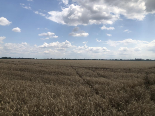 Cota de ½ din teren extravilan agricol  – Madaras, Bihor